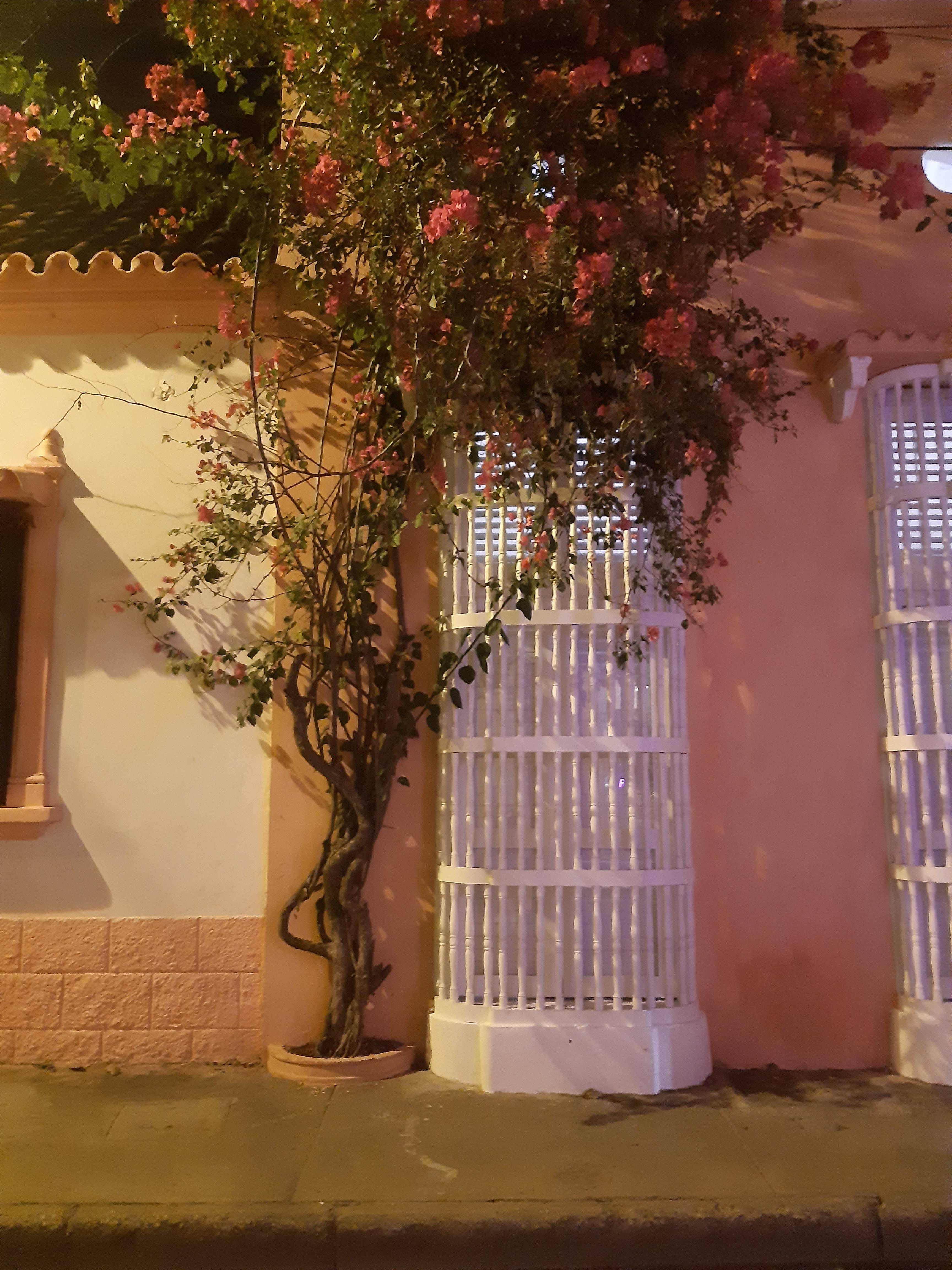 Fachada pastel con árbol al frente